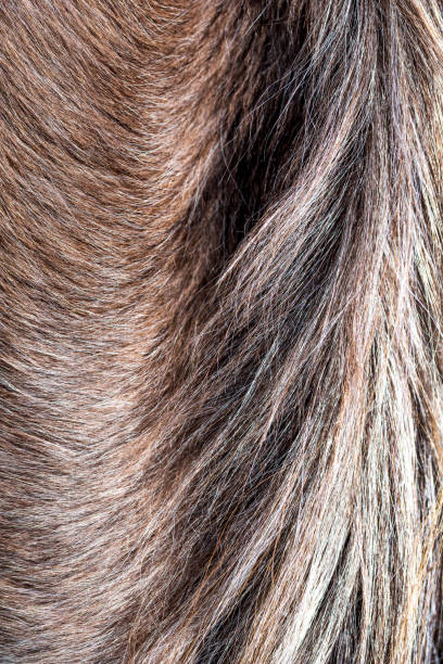 馬の毛、栗色の接写。バックグラウンド。茶色の馬の毛 - chestnut close up close to macro ストックフォトと画像
