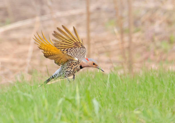 Northern Flicker flying close the grass, Quebec, Canada