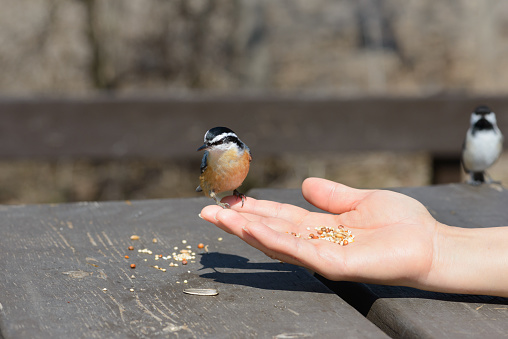 Sparrow eats seeds from a man's hand. A Sparrow bird sitting on the hand and eating nuts.