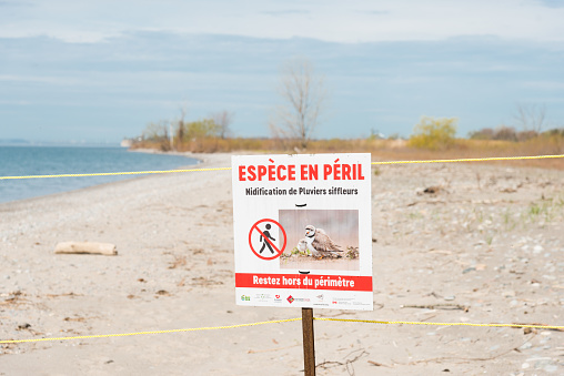 Piping plover has been listed as Endangered by the United States in the Great Lakes area. A piping plover was reported to have come back to this nesting ground in early May, part of the beach is fenced off to protect the possible nest area.