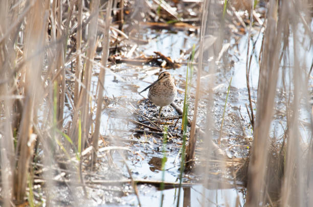 istock Snipe standing in a wetland 1488252700