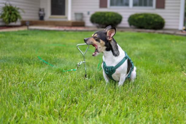 Jack Russell Terrier dog is waiting tethered to a earth hook
