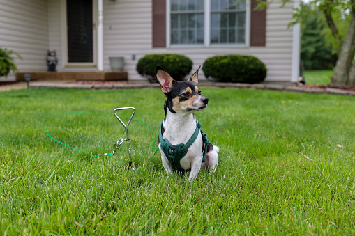 Jack Russell Terrier dog is waiting tethered to a earth hook