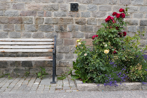 A park bench next to a rosebush