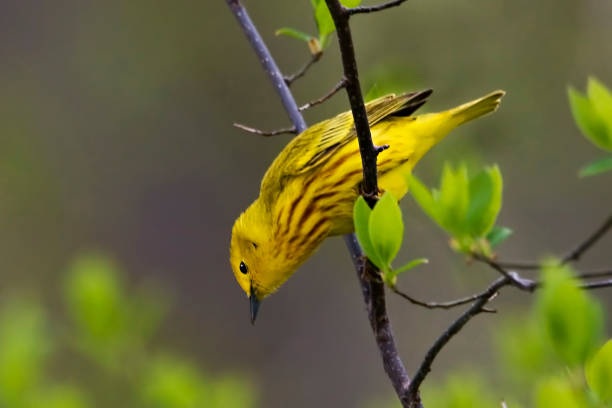 istock Yellow Warbler, Setophaga petechia, foraging in a tree 1488255629