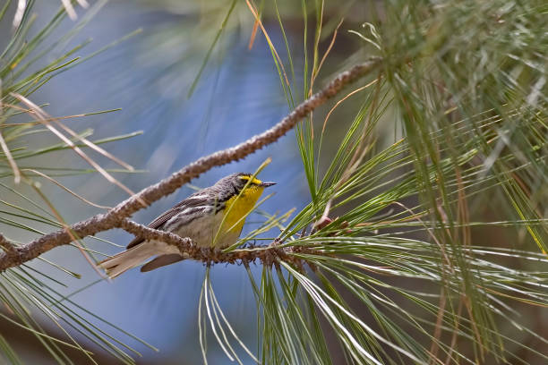 istock Grace's Warbler, Setophaga graciae, perched in tree 1488255666