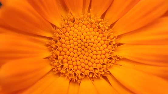 Detailed close-up photography of a beautiful orange daisy flower
