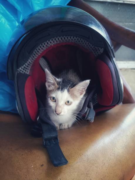 istock The kitten sitting inside the helmet looks very cute 1488258598