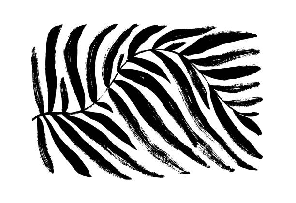 ilustraciones, imágenes clip art, dibujos animados e iconos de stock de hoja de palmera geométrica con tallo curvo aislado sobre fondo blanco. - botánica