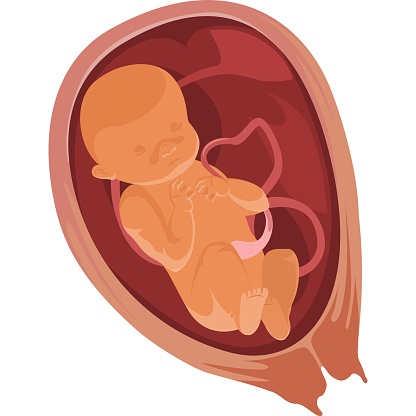 Baby in the womb six months pregnant vector icon isolated on white background