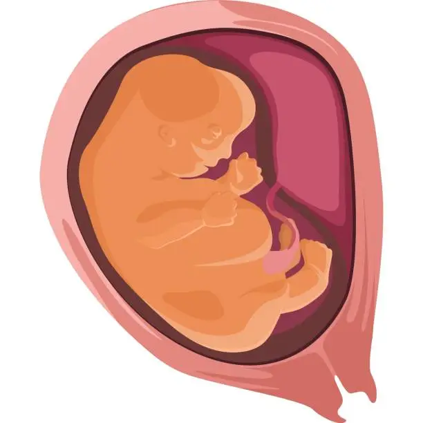 Vector illustration of A child in the womb of the growth and development of the stages of the embryo vector icon