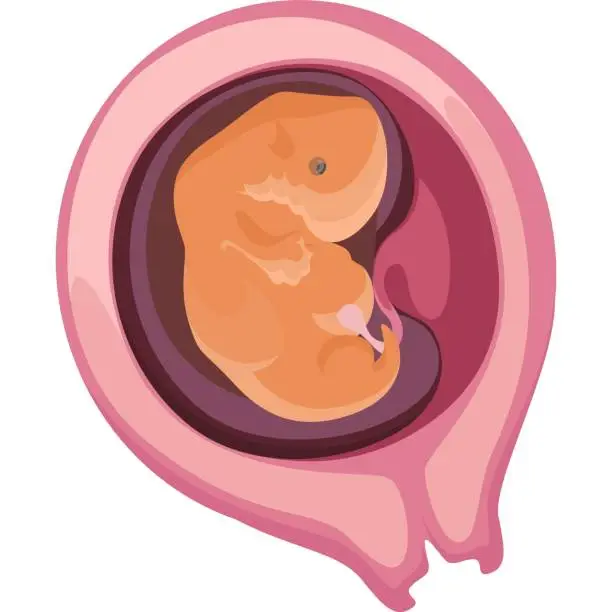 Vector illustration of The fetus of a child in the womb vector icon