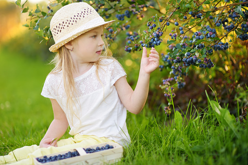 Cute little girl picking fresh berries on organic blueberry farm on warm and sunny summer day. Fresh healthy organic food for small kids.