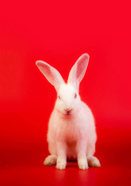 istock White bunny portrait on red background with copyspace. easter bunny portrait on festive red background. 1488265678