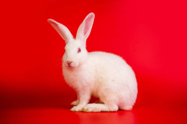 istock White bunny portrait on red background with copyspace. easter bunny portrait on festive red background. 1488265681