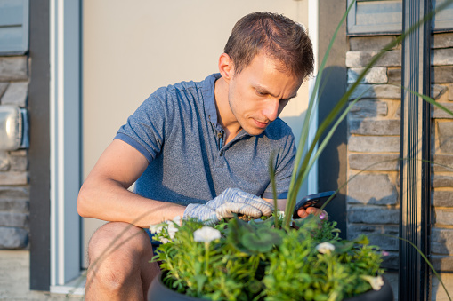 Medium close-up shot of a young man researching garden pests or insect identification on his phone