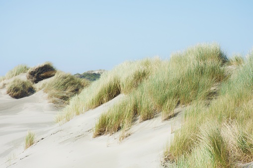 Looking along a footpath at Formby in Merseyside, with arram grass covering the sand dunes