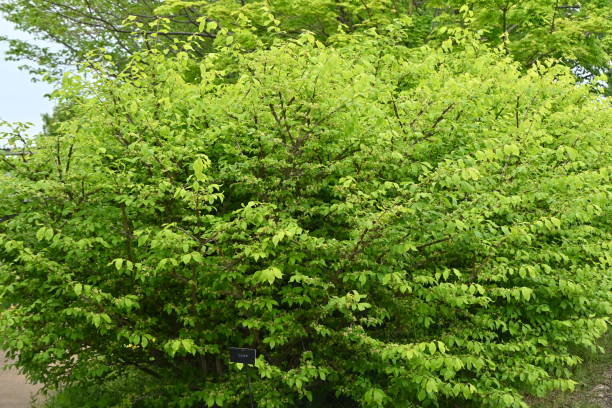 huso alado ( euonymus alatus ) verde fresco y flores. - burning bush fotografías e imágenes de stock