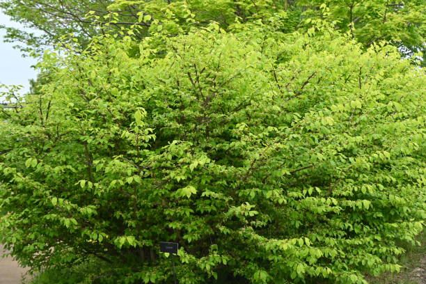 fuseau ailé ( euonymus alatus ) vert frais et fleurs. - burning bush photos et images de collection