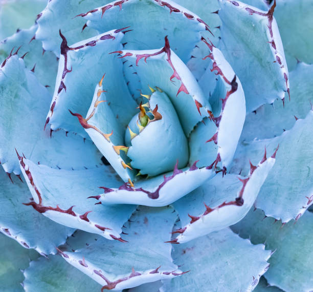 istock Close-up of agave plant. 1488273536
