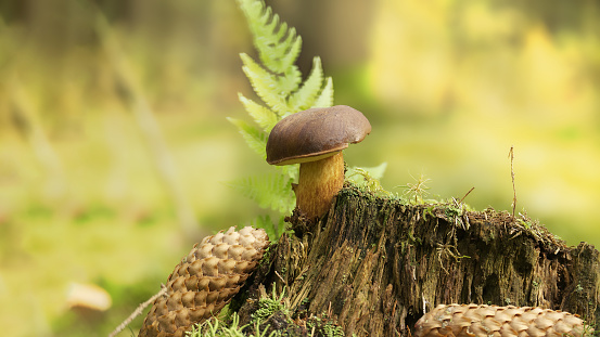 Imleria badia (Boletus badius) or Bay Bolete mushroom growing on a green moss covered tree stump near a spruce cone in low angle view, wide banner size with place for text