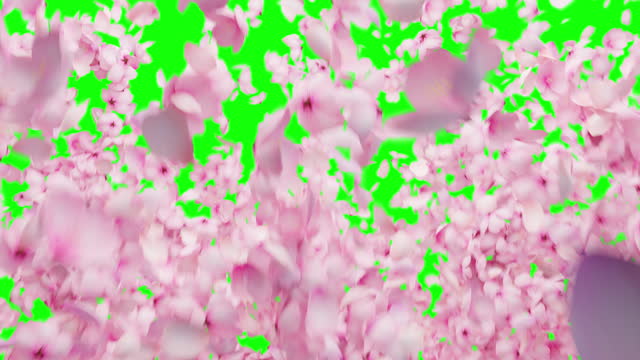 Bursting Cherry blossom Petals on Green Screen