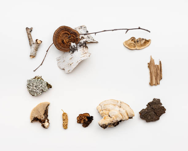 istock Autumn nature frame with polypore mushrooms,  branches tree, yellow fallen leaves, moss, bark on white background. Minimal style creative frame from wild plants of fall forest. Top view 1488274879
