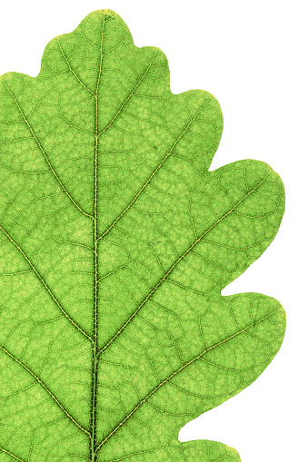 Valley oak leaf, 