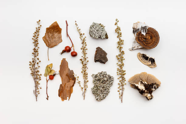 istock Top view autumn design from natural forest wild plants, branches tree, polypore mushrooms, moss, bark on white background. Autumnal pattern flatlay, aesthetic fall image, above view still life 1488274902