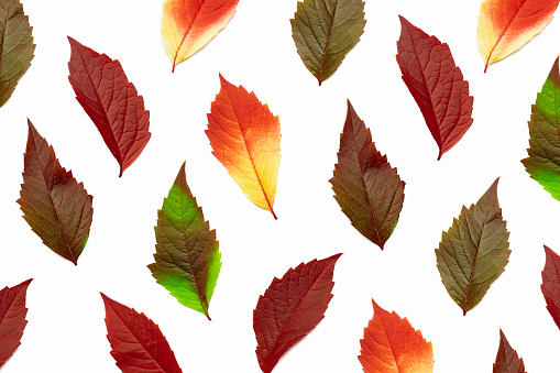 Autumn pattern of fall leaves isolated on white background, autumnal palette red yellow green gradient colors, leaf of Virginia Creeper. Top view creative autumn background of fallen natural leaves