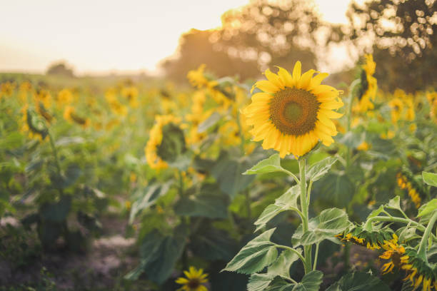 istock beautiful sunflowers in the sunset 1488276200