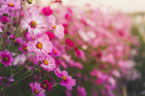 Beautiful pink cosmos flowers in garden,