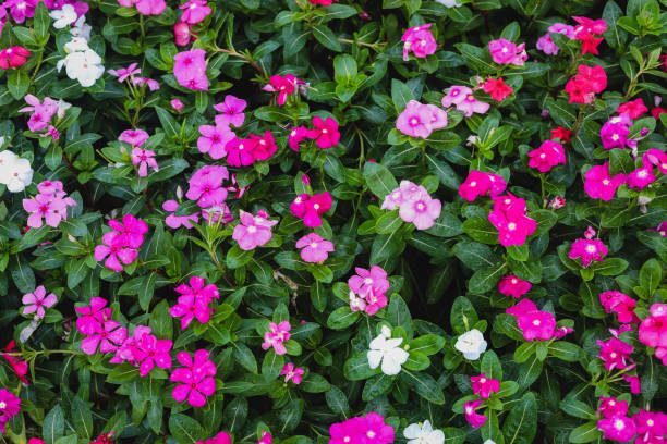 istock beautiful Rose periwinkle on the garden 1488276203