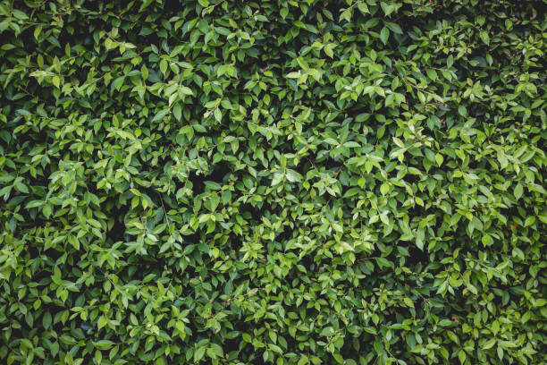 istock Low key abstract green leaves dark nature background. 1488276210