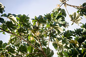 Cecropia peltata, a dioecious tree native to tropical America