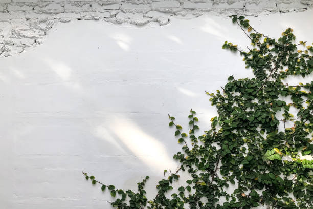 Creeper plant on the white wall background