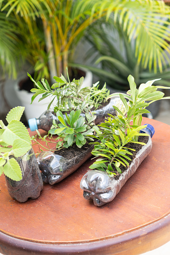 Plant pots made from reused water bottles. Recycling and sustainability