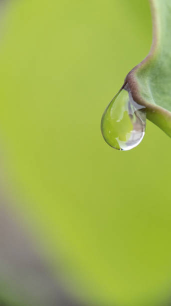 istock water drops on a lotus leaf 1488279477