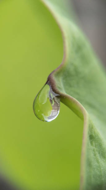 istock water drops on a lotus leaf 1488279542
