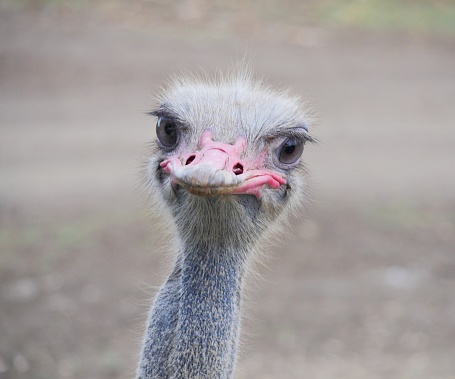 Ostrich looking with curiosity at camera