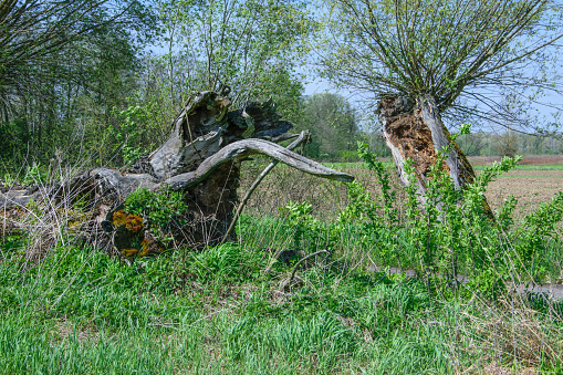 an old cracked tree is still growing despite damage to the trunk.  polish rural landscape