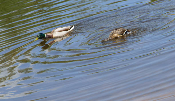 istock Mallard ducks floating in the water 1488280747
