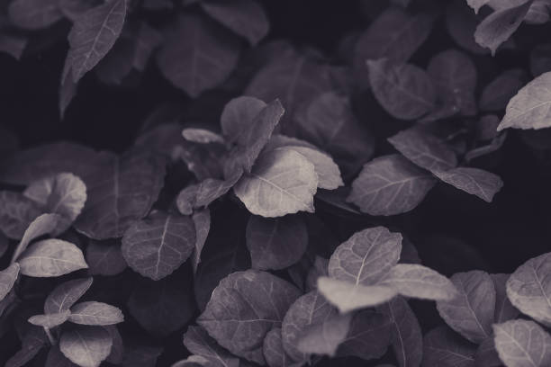 istock Low key green leaves dark nature background. 1488285185