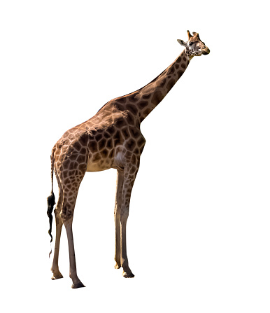 Standing Giraffe isolated on white background, cut out