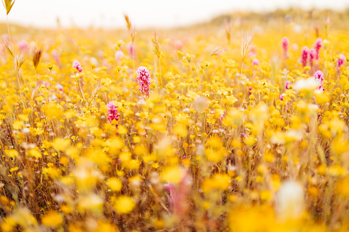Superbloom wildflowers In California