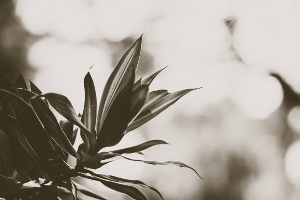 Dracaena Background, Abstract leaves are beautiful detail.