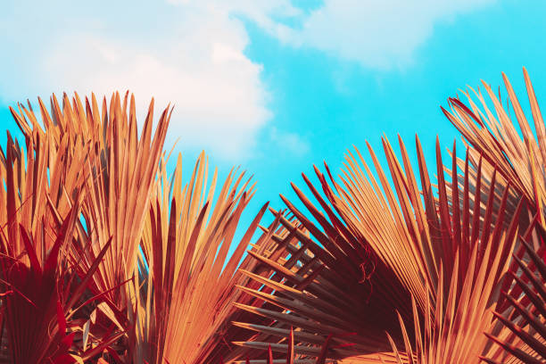 istock Low key palm leaves dark nature background. 1488285546
