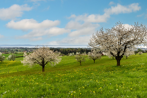 Blooming cherry trees (Prunus avium) on a meadow in spring with scenic view of Lake Constance, Roggwil, Canton Thurgau, Switzerland