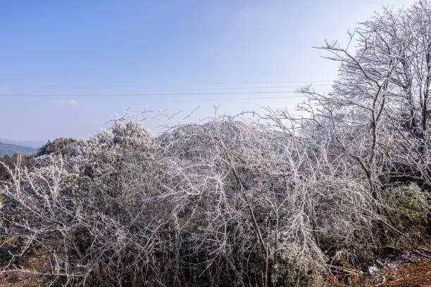 The rime on the withered trees under blue sky
