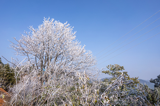 The  rime ice  on the withered tree on a sunny day